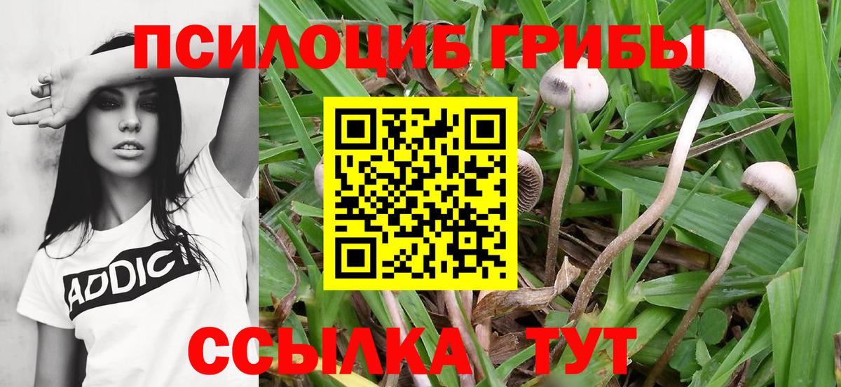 Галлюциногенные грибы Psilocybe Моздок